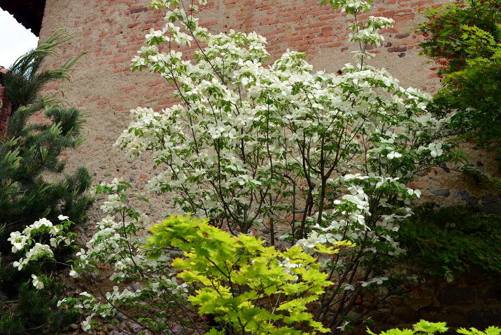 DSC_0998.JPG