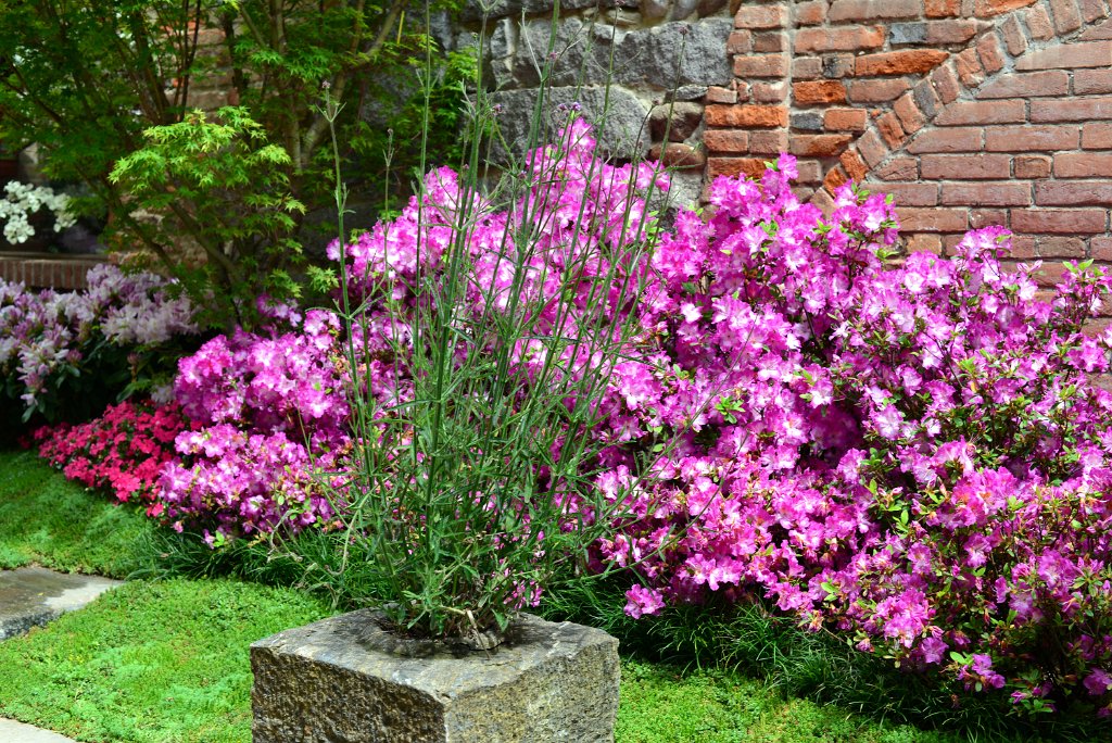 DSC_1000.JPG