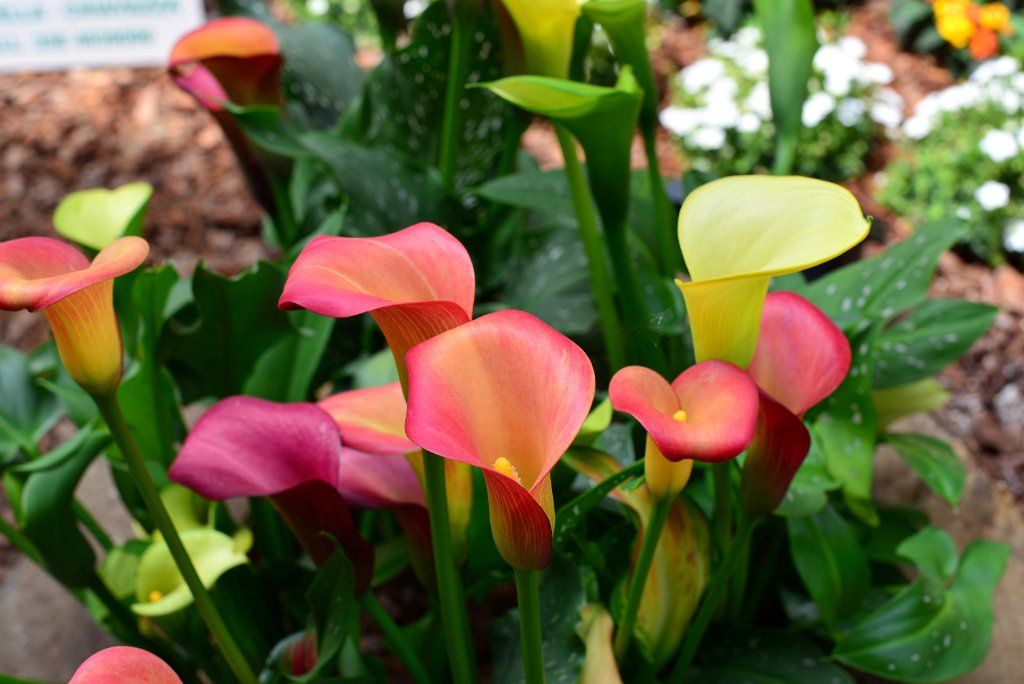 DSC_1037.JPG